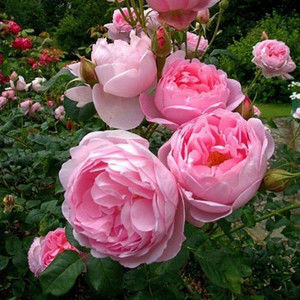 Meet your Posher, Posh